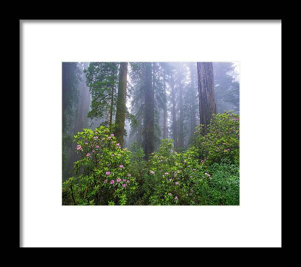 00571629 Framed Print featuring the photograph Rhododendron And Coast Redwoods In Fog, Redwood National Park, California by Tim Fitzharris