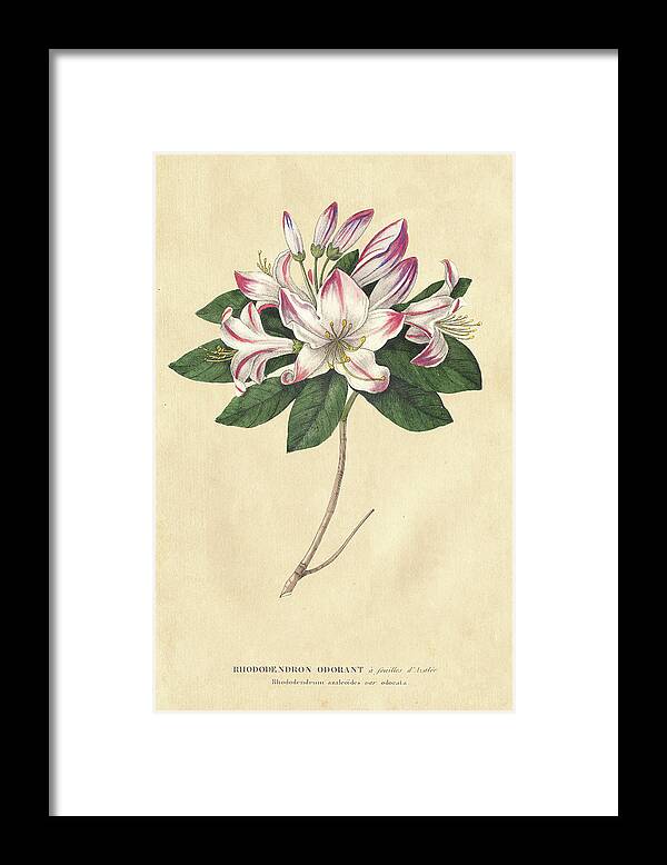 Botanical Framed Print featuring the painting Rhododendron Vintage by Wild Apple Portfolio