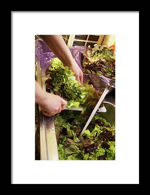 Preparation Framed Print featuring the photograph Rincer La Salade Washing The Lettuce In The Sink by Studio - Photocuisine