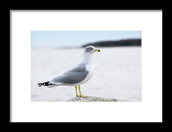 Gull Framed Print featuring the photograph Ring-Bill Gull in Profile by Dianne Morgado