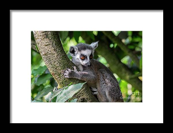 Ring-tailed Lemur Framed Print featuring the photograph Ring-tailed Lemur by Arterra Picture Library