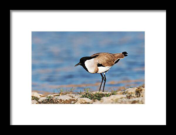 India Framed Print featuring the photograph River Lapwing by Dr P. Marazzi/science Photo Library
