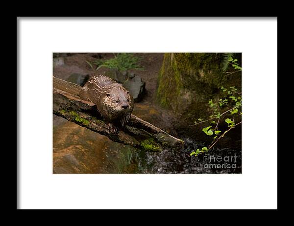 Photography Framed Print featuring the photograph River Otter by Sean Griffin