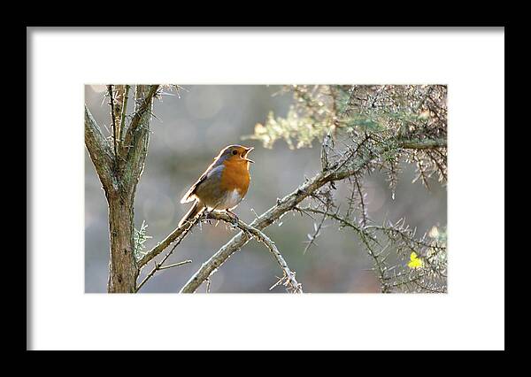 Animal Framed Print featuring the photograph Robin singing in a tree by Scott Lyons