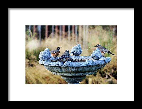 Animal Themes Framed Print featuring the photograph Robins On Birdbath by Barbara Rich