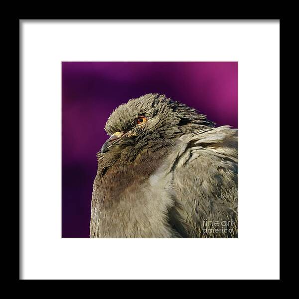 Feather Framed Print featuring the photograph Rock Pigeon and Iron Fountain Headshot by Pablo Avanzini