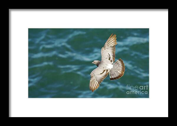Nature Framed Print featuring the photograph Rock Pigeon Flying Over the Sea by Pablo Avanzini