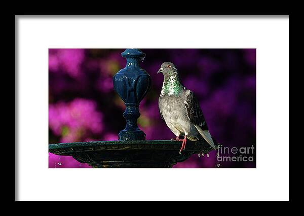 Bird Framed Print featuring the photograph Rock Pigeon on Cast Iron Fountain by Pablo Avanzini