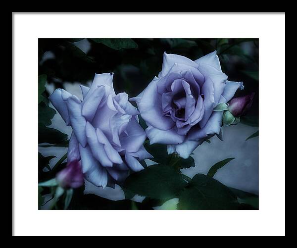 Purple Roses Framed Print featuring the photograph Romantic Purple Roses by Richard Cummings