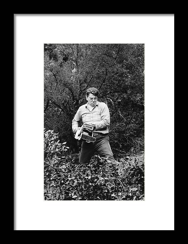 Toughness Framed Print featuring the photograph Ronald Reagan Working His Home Grounds by Bettmann
