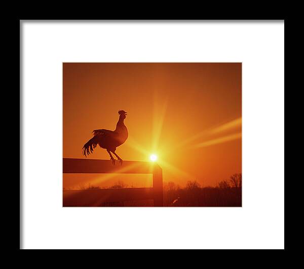 Crowing Framed Print featuring the photograph Rooster On Fence At Dawn, Crowing by Andy Sacks