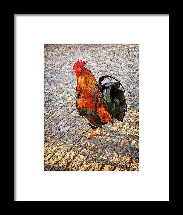 Rooster Framed Print featuring the photograph Rooster Strut by Jill Love