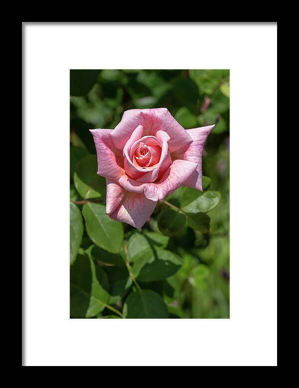 Rose Framed Print featuring the photograph Rosa Freckles by Dawn Cavalieri