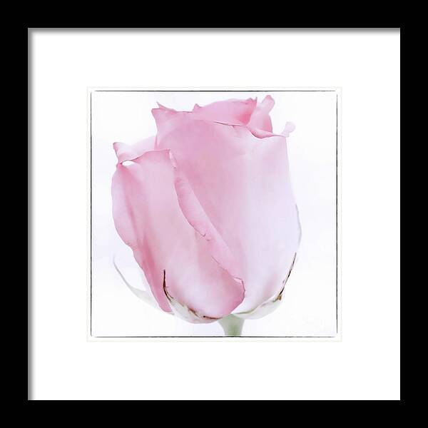 Rose Framed Print featuring the photograph RosaRosa by Natural Abstract Photography