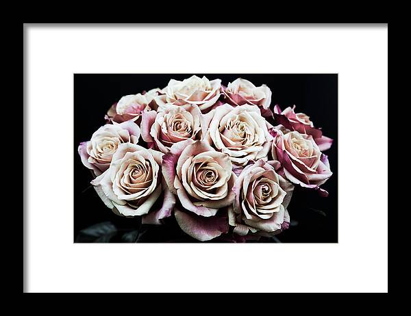 Rose Framed Print featuring the photograph Rose 5012 by Pamela S Eaton-Ford