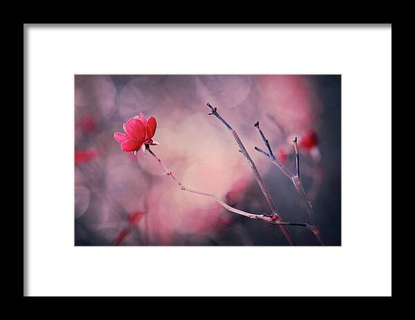 Mood Framed Print featuring the photograph Rose by Ajkabajka