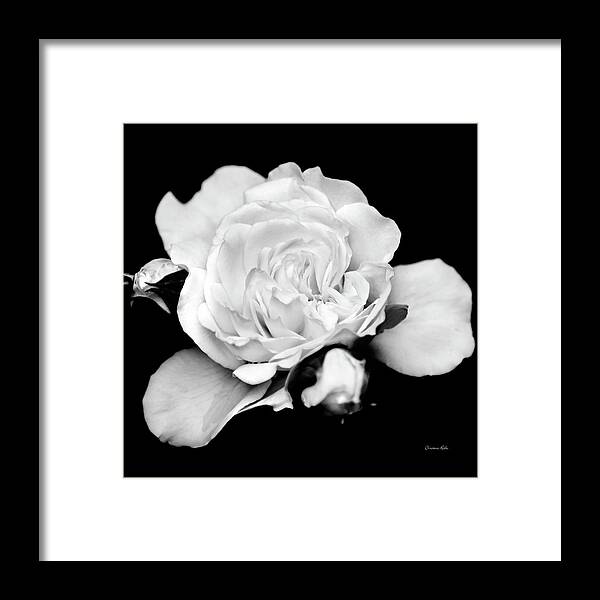 Flowers Framed Print featuring the photograph Rose Black and White by Christina Rollo