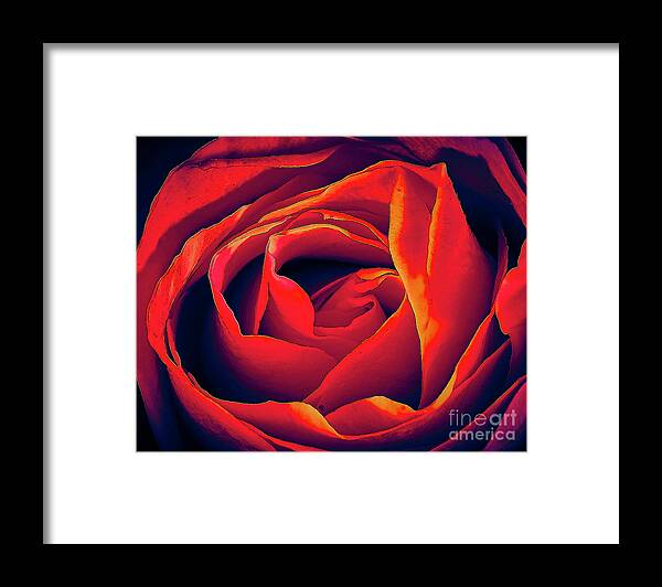 Rose Framed Print featuring the photograph Rose by Charles Muhle