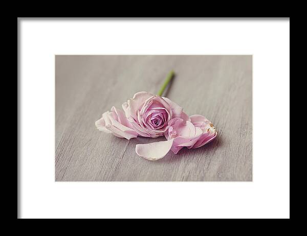 Netherlands Framed Print featuring the photograph Rose Falling Apart by Helaine Weide