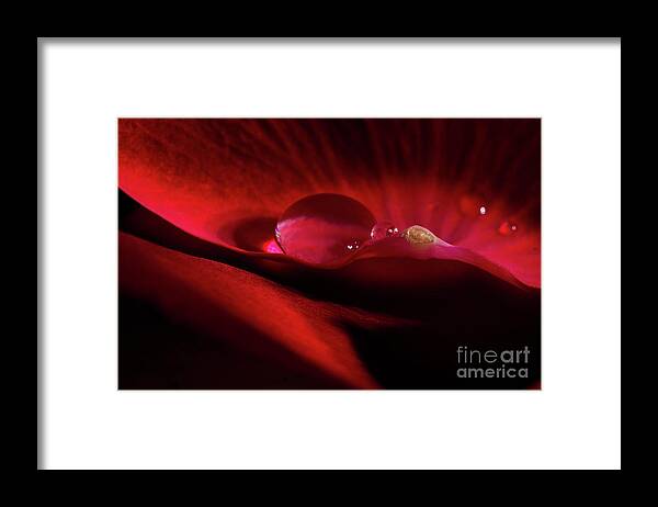 Rose Framed Print featuring the photograph Rose Petal Droplet by Mike Eingle