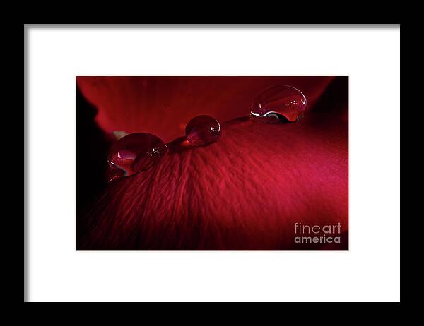 Rose Framed Print featuring the photograph Rose Petal Droplets by Mike Eingle
