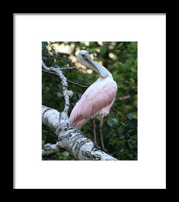 Wildlife Framed Print featuring the photograph Roseate Spoonbill 15 by William Selander