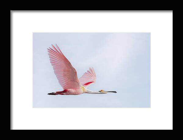 Bird Framed Print featuring the photograph Roseate Spoonbill In Flight by Linda D Lester
