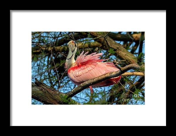 Birds Framed Print featuring the photograph Roseate Spoonbill Poses  by DB Hayes