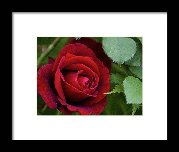 Red Framed Print featuring the photograph Roses Are Red and Don Juan Says So by Kathy Clark