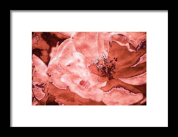 Roses In Coral Tones 27 Framed Print featuring the photograph Roses In Coral Tones 27 by Anita Vincze