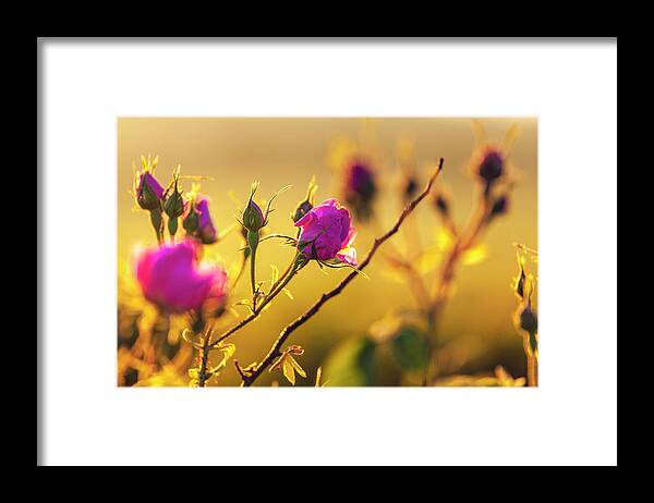 Bulgaria Framed Print featuring the photograph Roses In Gold by Evgeni Dinev