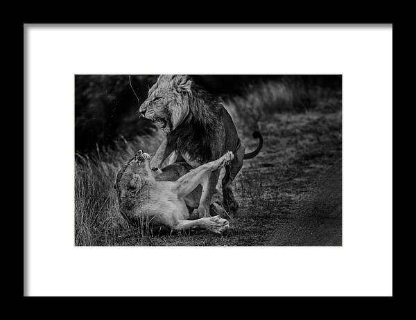 Wildlife Framed Print featuring the photograph Rough Business by Mohammed Alnaser