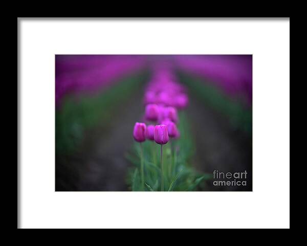 Tulip Framed Print featuring the photograph Row of Tulips Magenta Beauties by Mike Reid