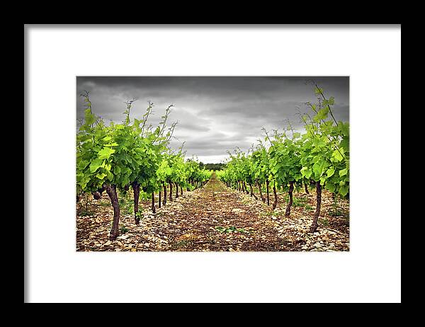 In A Row Framed Print featuring the photograph Row Of Vineyard by Ellen Van Bodegom