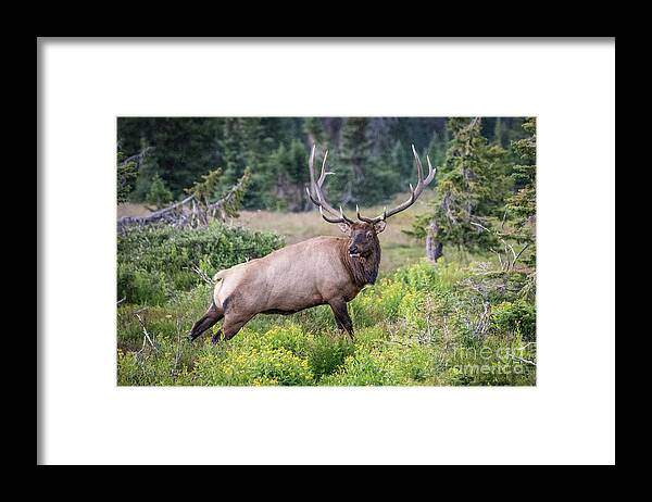 Elk Framed Print featuring the photograph Royal Elk by Melissa Lipton