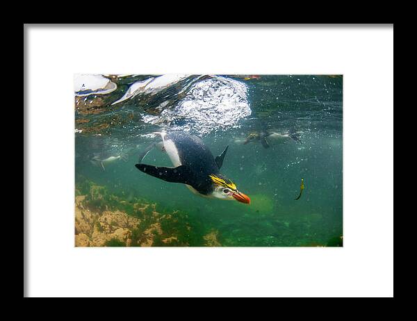 Animal Framed Print featuring the photograph Royal Penguins Swimming Underwater by Tui De Roy