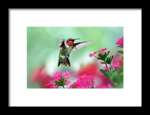 Hummingbird Framed Print featuring the photograph Ruby Garden Jewel by Christina Rollo