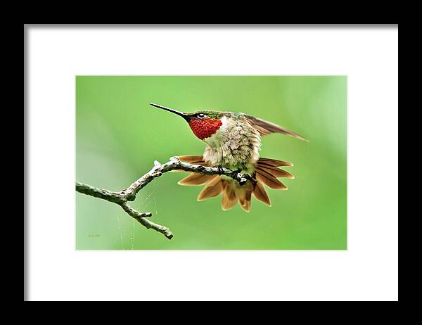 Hummingbird Framed Print featuring the photograph Ruby Throated Hummingbird 4 by Christina Rollo