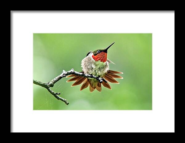 Hummingbird Framed Print featuring the photograph Ruby Throated Hummingbird Velocity by Christina Rollo
