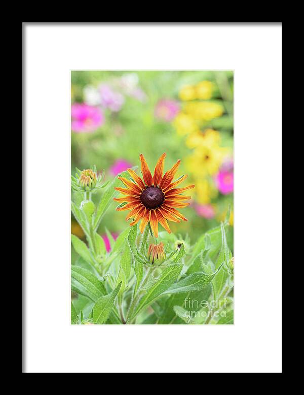 Rudbeckia Framed Print featuring the photograph Rudbeckia Cappuccino Flower by Tim Gainey