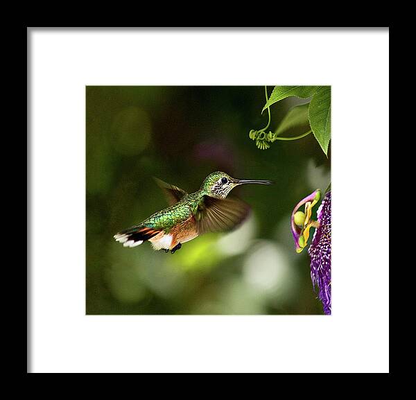 Animal Themes Framed Print featuring the photograph Rufous Hummingbird At Passion Flower by Melinda Moore
