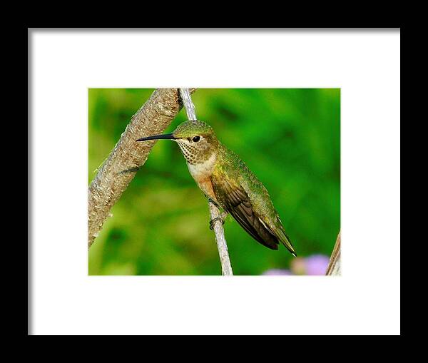 Bird Framed Print featuring the photograph Rufous Hummingbird by Dan Miller