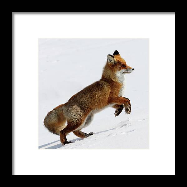 Black Color Framed Print featuring the photograph Running Fox by Dmitrynd