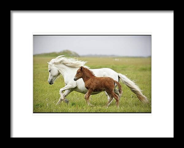 Horse Framed Print featuring the photograph Running Horses by Gigja Einarsdottir
