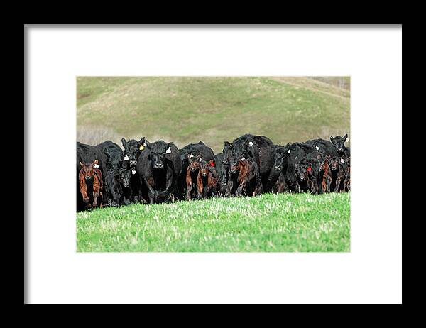 Herd Framed Print featuring the photograph Rushing Angus by Todd Klassy