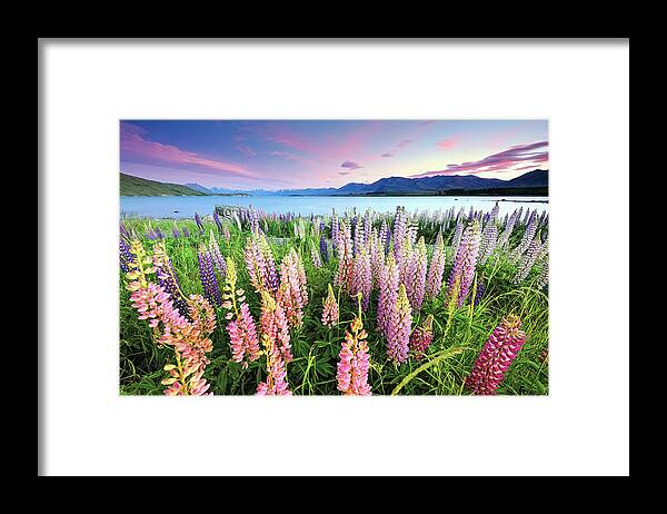 Tranquility Framed Print featuring the photograph Russel Lupines At Lake Tekapo by Atomiczen