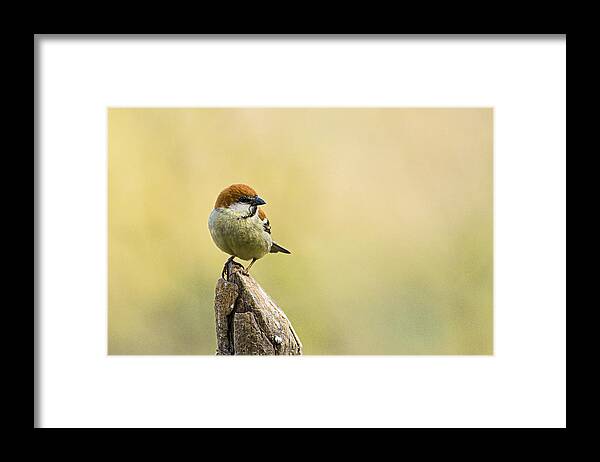 Russetsparrow Sparrow Foothills Forest Wildlife Framed Print featuring the photograph Russet Sparrow by Subhash Sapru