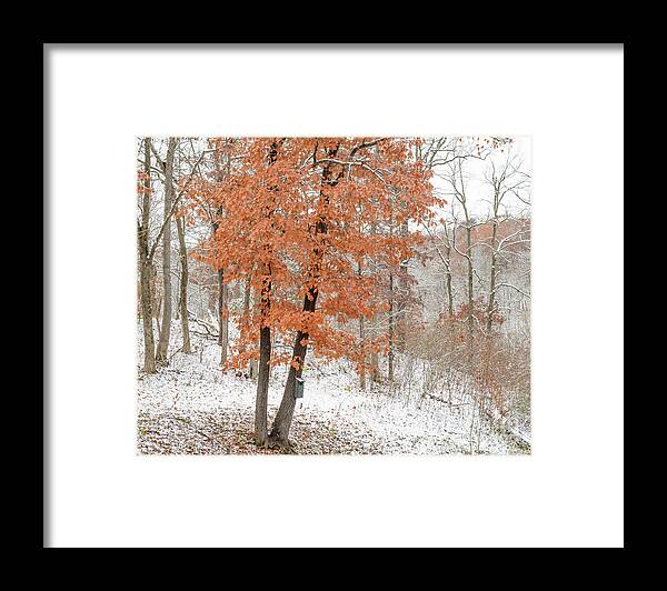 Trees Framed Print featuring the photograph Rust Leaves and Snow by Tamara Becker