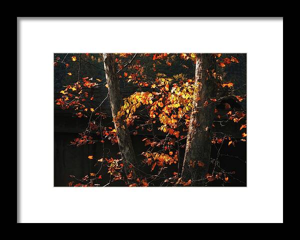 Leaves Framed Print featuring the photograph Backlit Autumn Leaves by Jessica Jenney