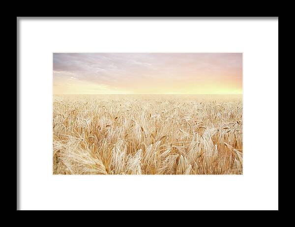 Empty Framed Print featuring the photograph Rye Field by Nadyaphoto